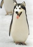 pingvinodog.jpg