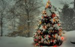 Christmas_wallpapers_Dressed_Christmas_tree_in_the_forest_035826_.jpg