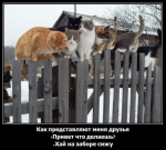 коты на заборе.....png